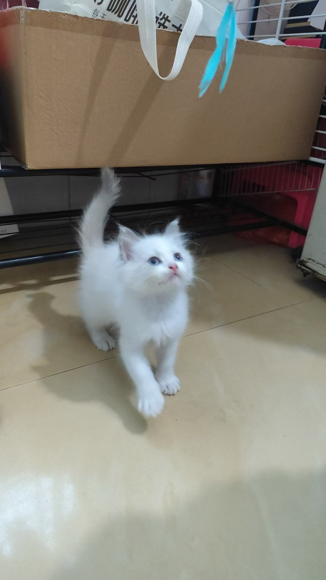 蓝双布偶弟弟妹妹各一。特价666出